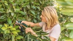 Bosch EasyPrune Accu Snoeischaar - 3.6 V Accu - USB -Tuin-Gereedschap Winkel 1200x675 9