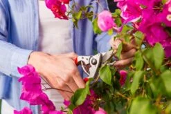 Felco 14 Snoeischaar | Ergonomisch | Voor Kleine Handen 7 Felco 14 Snoeischaar | Ergonomisch | Voor Kleine Handen -Tuin-Gereedschap Winkel 1200x800 1