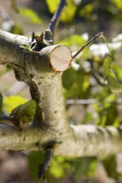 GARDENA - Comfort - Hefboomsnoeischaar Smartcut - Snoeischaar - Takdikte Max. 22 Mm -Tuin-Gereedschap Winkel 799x1200 13